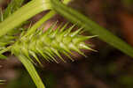 False hop sedge